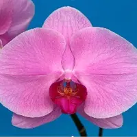 Phal. Ming Hsing Harmony — C (Near flowering - spike poss. in 6-18 mths)