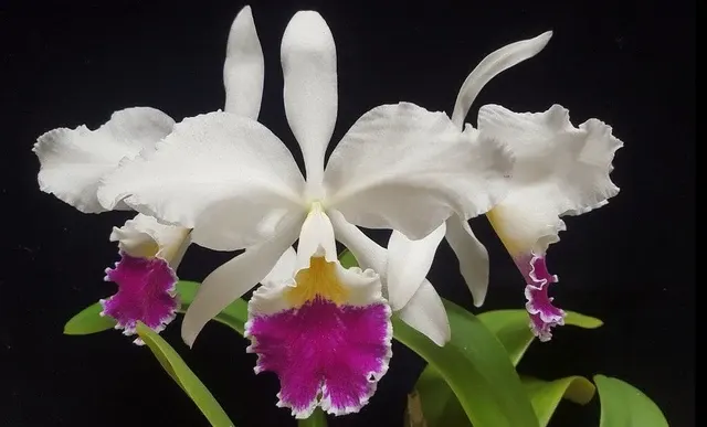 Cattleya labiata var semi alba x
