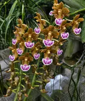 Vanda Flabellata ( FB Pink Lip ) Blooming Size