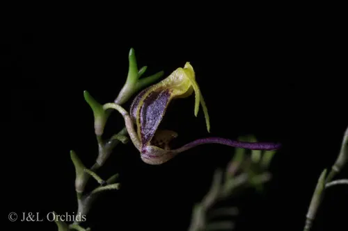 Scaphosepalum breve (Scaphosepalum)