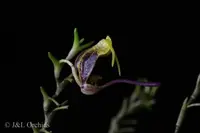 Scaphosepalum breve