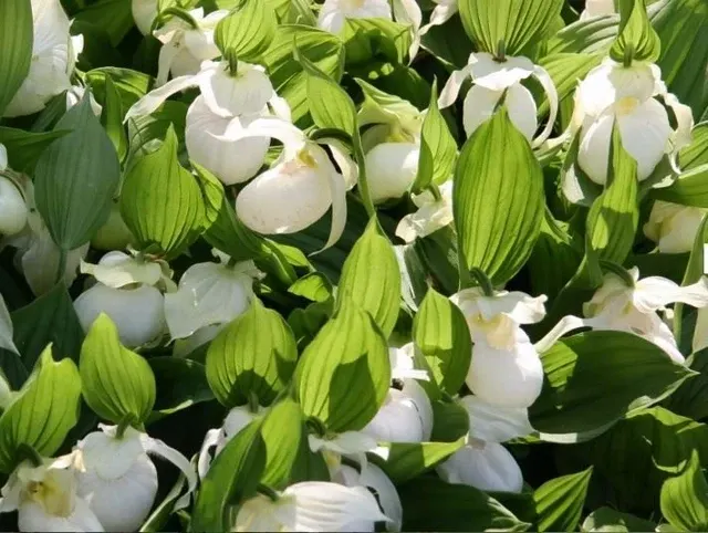 Cypripedium macra 'White / Light Pink'