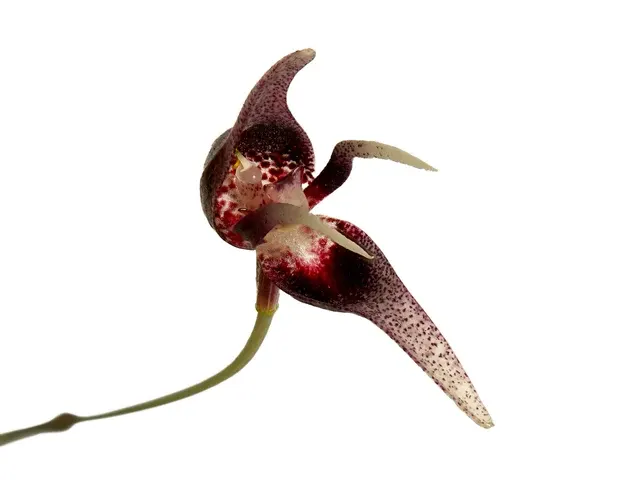Pleurothallis condorensis (Pleurothallis)