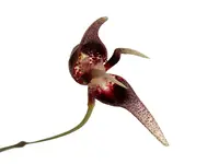 Pleurothallis condorensis