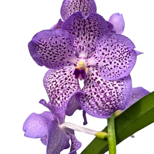 Vanda Mauve Spot 'Ansu'