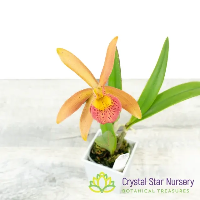 Cattleya Mishima Luster FCC/AOS X Bc. Richard Mueller' 4N 'Jean' (Cattleya)