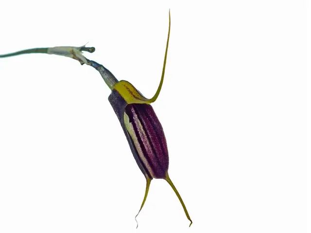 Masdevallia mayaycu (Masdevallia)