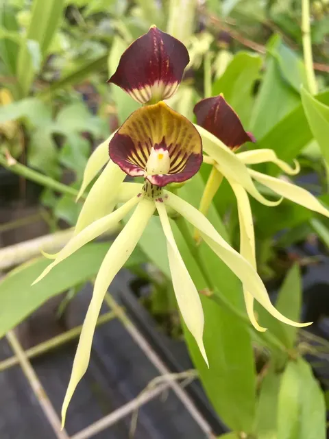 Epicattleya Green Hornet
