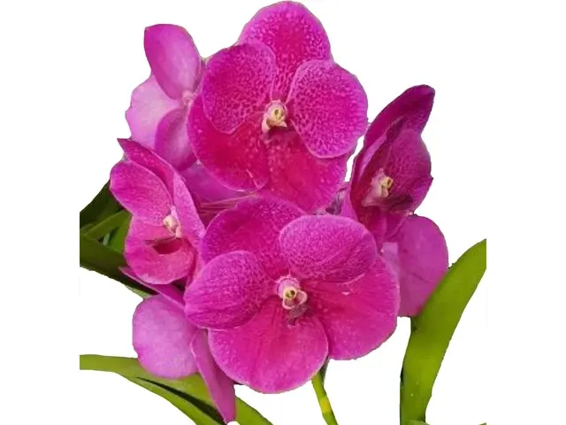 Vanda Pat Delight