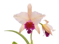 Rhyncatlaelia Niña Bonita