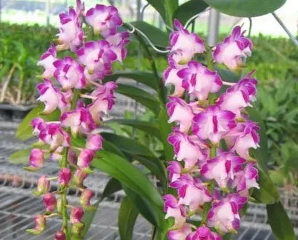 Aerides lawrenceae 'Dumrong'