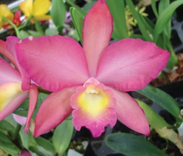 Potinara Orchid Love Avenue ‘Serenade’