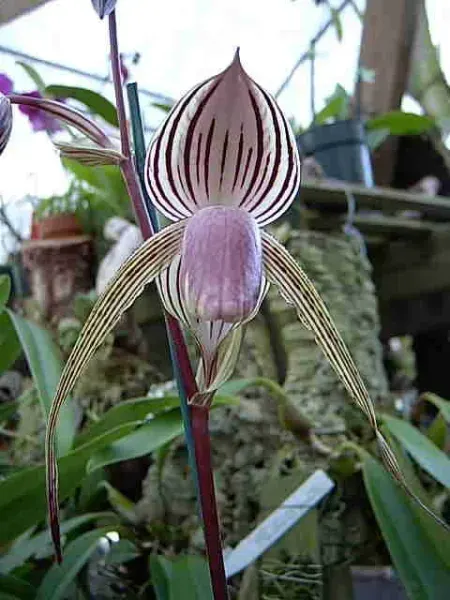 Paphiopedilum Lady Isabel (Paphiopedilum)