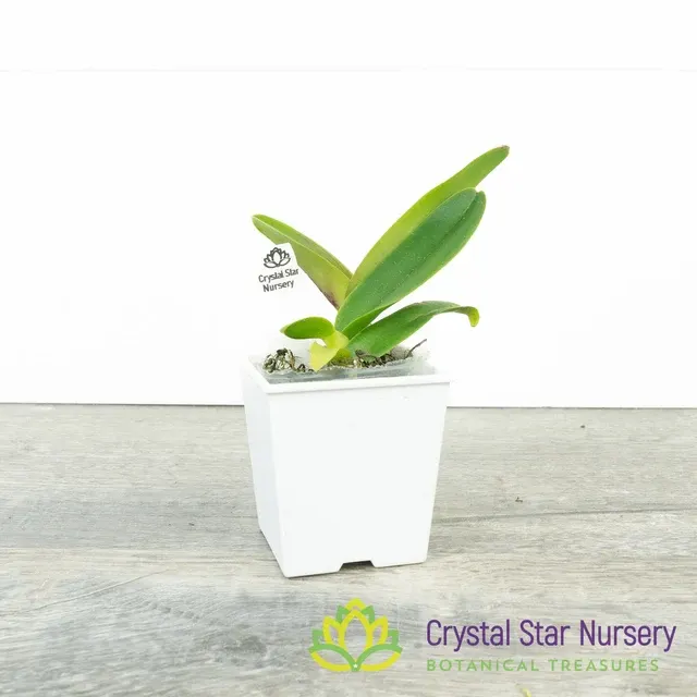 Rhyncholaeliocattleya Thaksina Rose 'Taylor Sweet' (Rhyncholaeliocattleya)