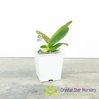 Rhyncholaeliocattleya Thaksina Rose 'Taylor Sweet' (278)