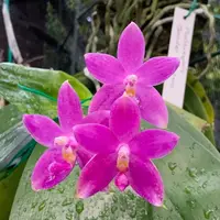 [Bare-root][New] #PA# Phal. Jennifer Palermo [2.4" BS][Sept in stock 26]