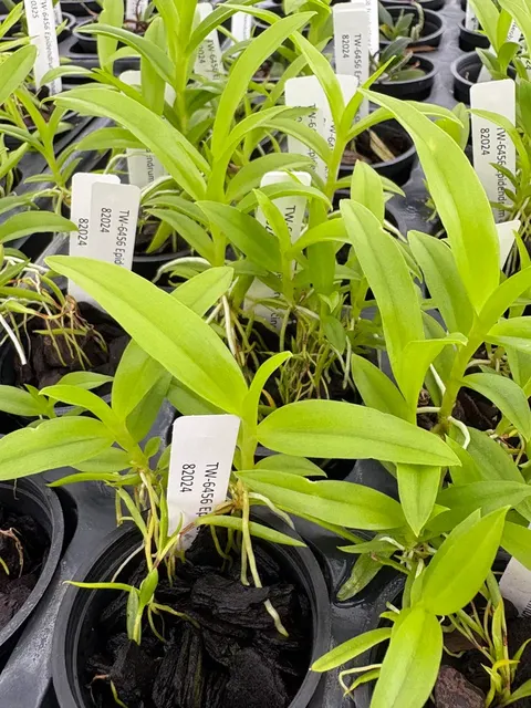 Epidendrum cinnabarinum (Epidendrum)
