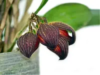 Zootrophion dayanum