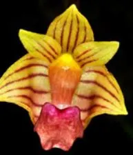 Bulbophyllum capillipes