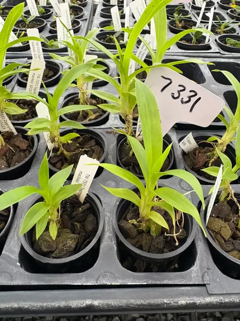 Zygopetalum mackayi (Zygopetalum)