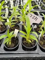 Zygopetalum mackayi