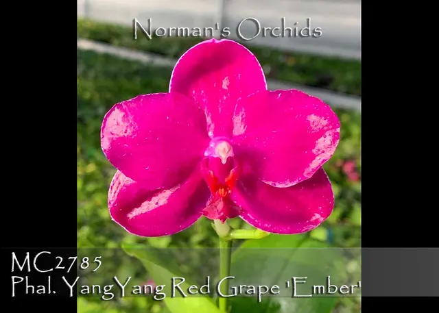 Phalaenopsis YangYang Red Grape 'Ember , Note : Amazing Fragrance .' (Phalaenopsis)