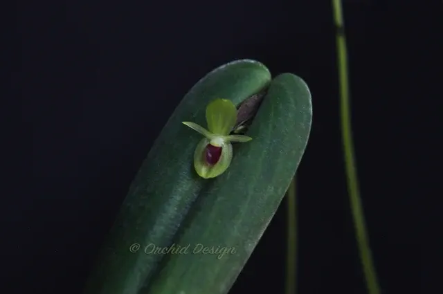 Pleurothallis georgraphica