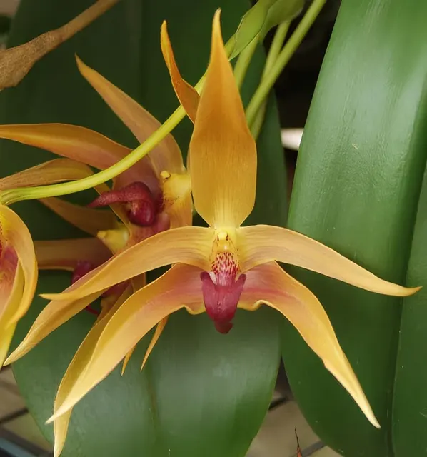 Bulbophyllum Frank Smith (Bulbophyllum)