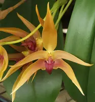 Rare Bulbophyllum Frank Smith Orchid Comes in 4" Pot