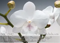 Phal. Norman's Elusive Butterfly 'Angel , ' (Liu's Twlight Rainbow x Fuller's E-Plus)