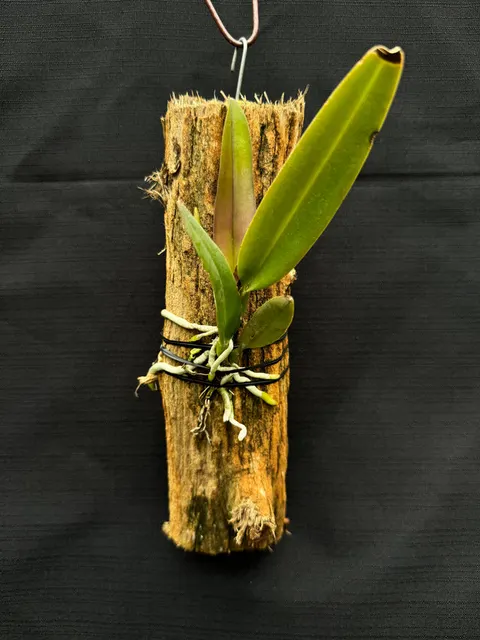 Cattleya trianae 'May' (Cattleya)