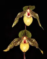 Paphiopedilum Harold Koopowitz (rothschildianum × malipoense)