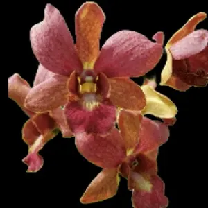 Dendrobium Thongchai Gold x Sampran Brown
