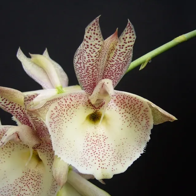 Catasetum pileatum 'Red Pena'