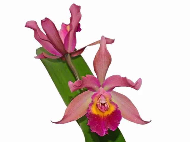 Cattleya Chakana (Cattleya)