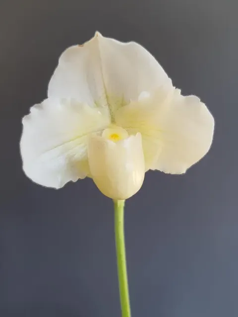 Paphiopedilum FAVORLANG NOBLESSE (Paphiopedilum)