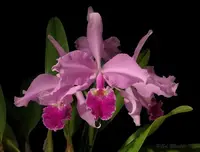 Cattleya warscewiczii var. sanderiana — NBS