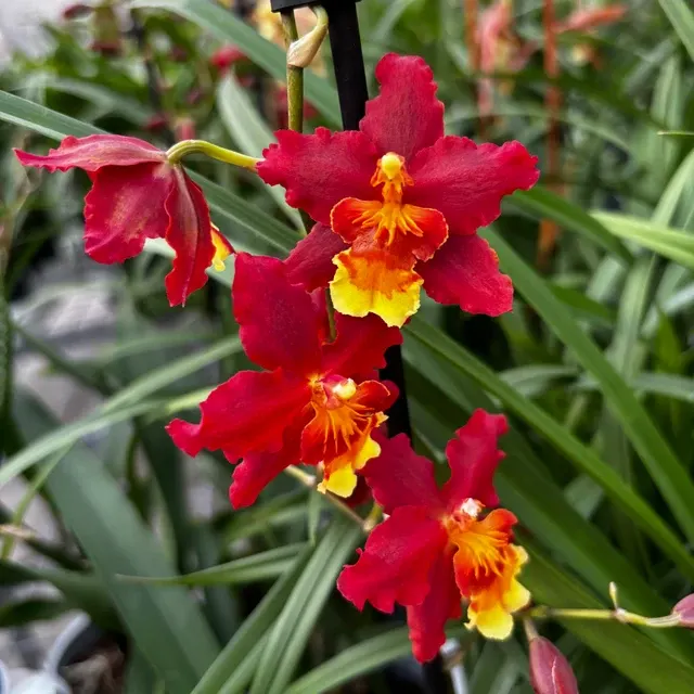 Oncostele Rising Sun ‘Red Sun’