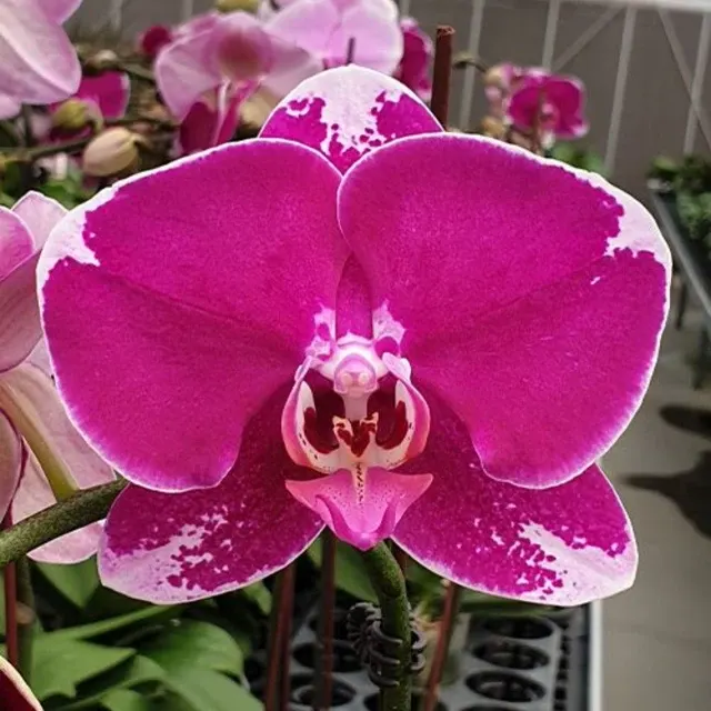 Phalaenopsis Fuller Pretty Girl