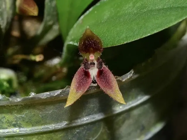 Anathallis rabei (Anathallis)