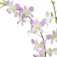 Dendrobium 6″ Pot Lucian Pink