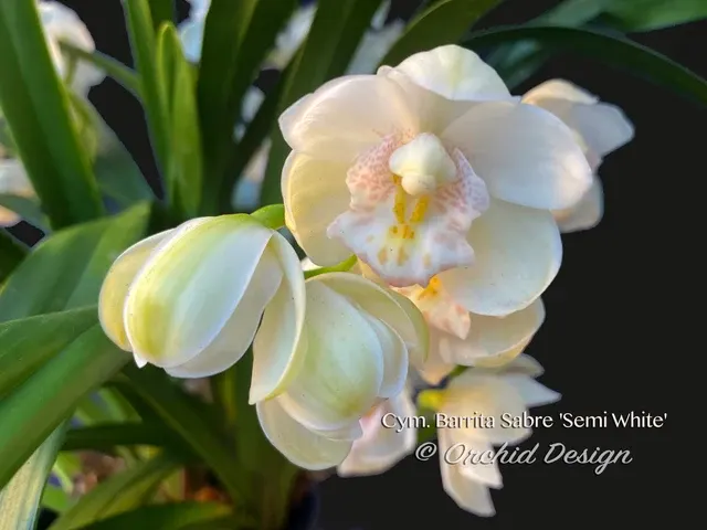 Cymbidium Barrita Sabre 'Semi White' (Cymbidium)