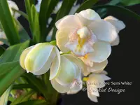 Cymbidium Barrita Sabre 'Semi White' Cute, Floriferous!