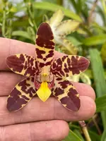 Ansellia africana (‘Colette’ x ‘Autumn Giant’)