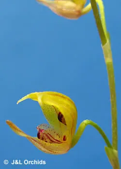 Scaphosepalum verrucosum (Scaphosepalum)