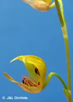 Scaphosepalum verrucosum