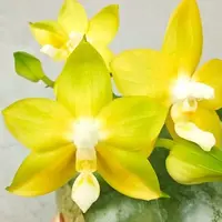 Phalaenopsis Miki Deep Coffee Turtledove 'Energy' 2.5"