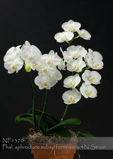 Phalaenopsis aphrodite subsp.formosana 'Note: 1-2 Spikes'