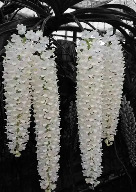 Rhynchostylis retusa alba × sib