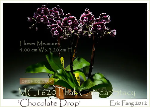 Phalaenopsis Chiada Stacy Chocolate Drop (Phalaenopsis)